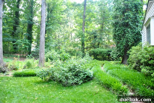 Before photo of backyard with a clearer view of a tree trunk