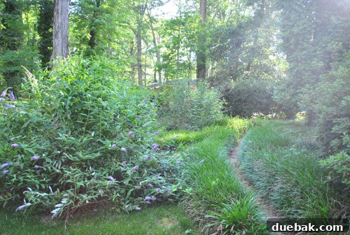 After photo showing the giant butterfly bush almost completely covering the tree trunk