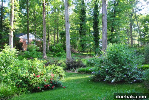After photo from summer with all plants in full bloom, including giant knockout roses and butterfly bush