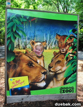 A child looking at monkeys at Zoo Atlanta