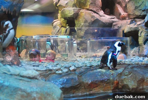 Child observing penguins through an aquarium window