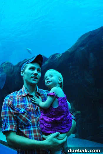 Child looking up at fish swimming overhead in an aquarium tunnel