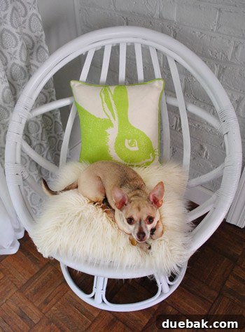 Burger the dog sitting next to the egg chair, seemingly content with the bunny pillow.