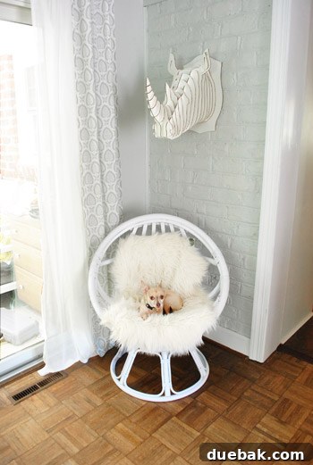 Burger the dog instantly claims the egg chair after a faux sheepskin rug is added as a cushion.
