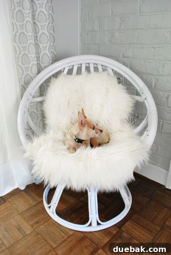 Close-up of Burger comfortably settled in the egg chair with the faux sheepskin.