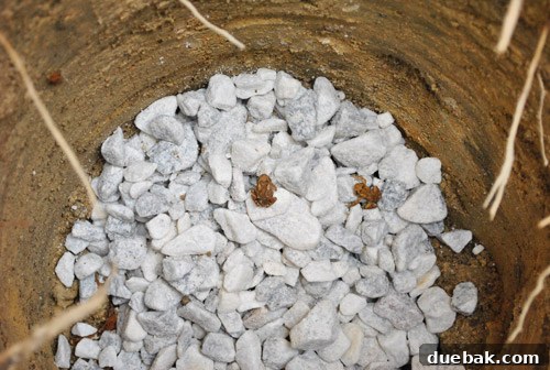 Close-up of a small frog peeking out of a deck post hole