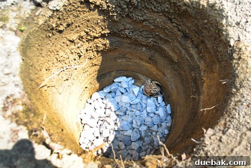 Large toad sitting inside a partially filled deck post hole