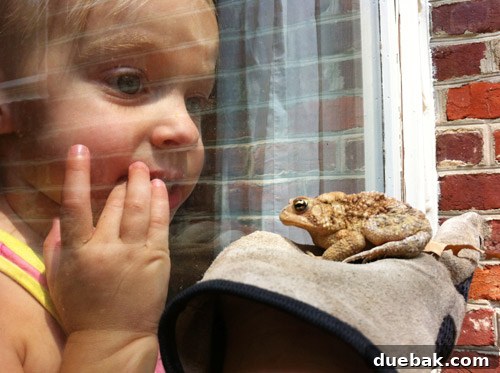 Clara, a young girl, watching the toad rescue from behind a glass door