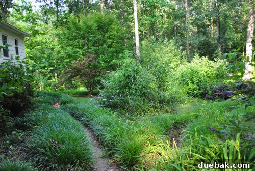 Listy McListerson Refreshed 24 The overgrown backyard, ready for a major transformation into a lush, functional family space with planted trees and gardens.