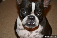 Complimentary Canine Canvas