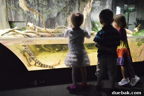 Kids marveling at baby alligators at the National Aquarium in DC.