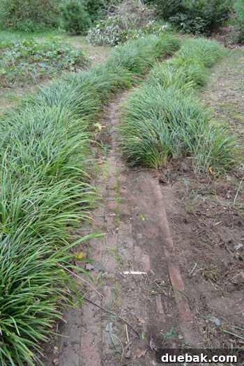 Close-up of narrow path before liriope removal