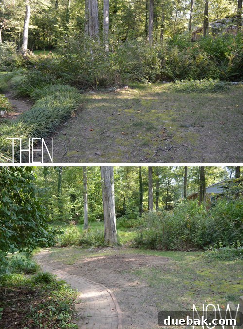 Comparison of old and new backyard views from patio