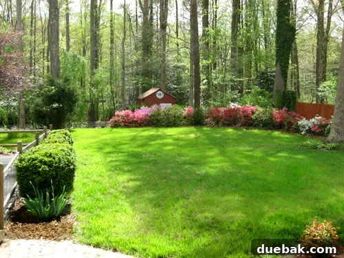 Lush green backyard of their first house