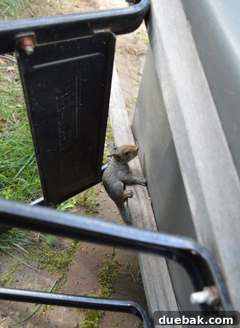 A tiny, wide-eyed baby squirrel, smaller than a human hand, discovered during the backyard clearing process.
