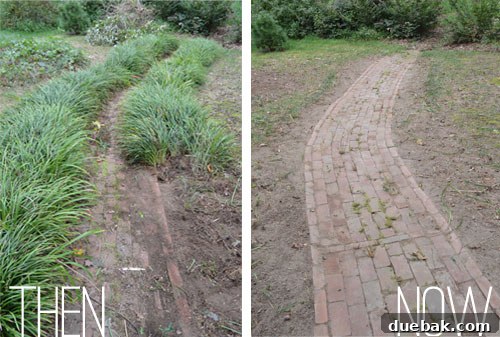 A beautiful, newly uncovered old brick path, meticulously cleaned and restored, previously hidden beneath dense liriope.
