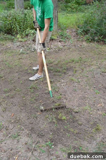 Raking the backyard soil to prepare for grass seeding, clearing debris and fluffing the earth