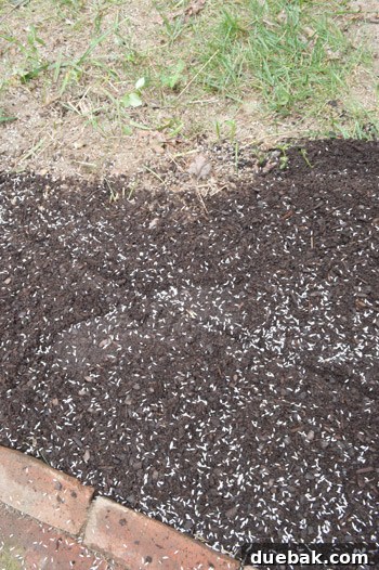 John overseeding the entire backyard to thicken the grass and prevent weeds, highlighting healthy lawn maintenance