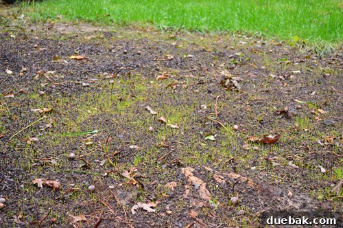 First sprouts of new grass appearing in the backyard after only four days of seeding, showing early growth