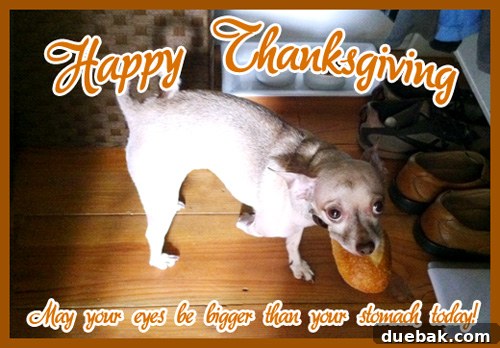 Crafting Your Thanksgiving Gratitude Board 14 Thanksgiving greeting with chihuahua holding a mouthful of bread