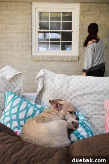 Pet dog, Burger, resting comfortably while the sunroom brick painting project is underway in the background.