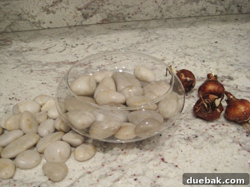 Paperwhite Bulb Growing Tips: Rock Foundation Laying river rocks in a glass vase to create a bed for paperwhite bulbs, crucial for root development and drainage