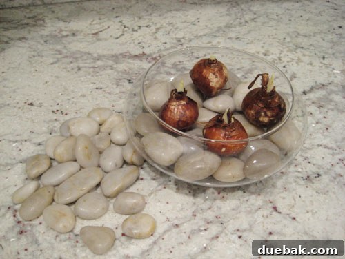 Advice for Growing Paperwhites: Bulb Placement Arranging paperwhite bulbs on river rocks in a vase, ensuring stability and proper elevation for root growth