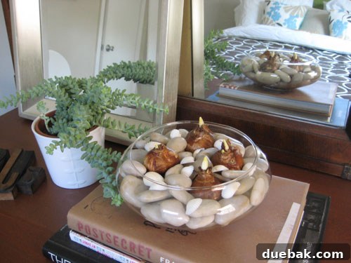 Planting Paperwhite Bulbs: Final Bloom Blooming paperwhite bulbs in a glass vase after three weeks, showcasing fragrant white flowers for winter decor