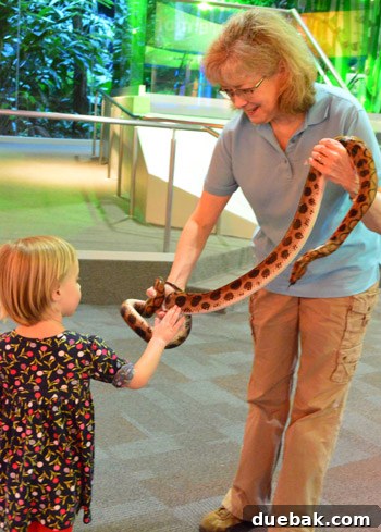 Swapping the Apple for the Peach 31 Clara meeting and touching a snake named Princess at Discovery Place