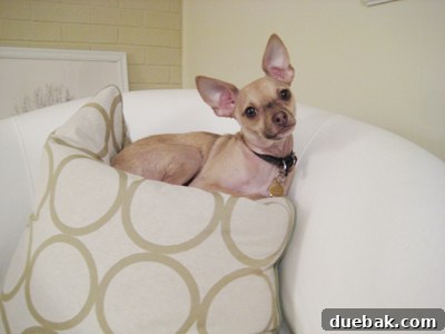 Burger, an adorable dog, wishing everyone a Happy Valentine's Day with his charming personality.