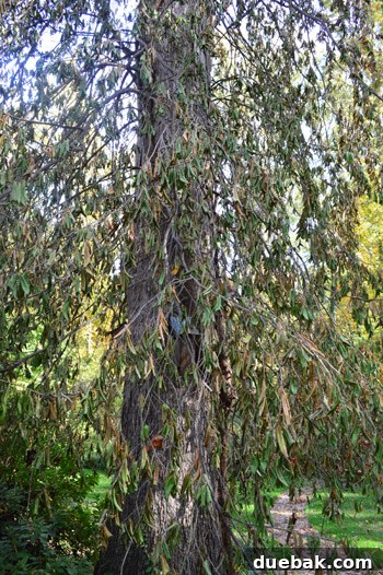 The upper sections of the dead vine, showing dry, brown leaves and branches still entangled in the oak tree's canopy, long after the base was cut.