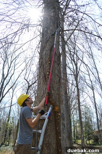 A person on a ladder meticulously cutting away dead vine branches from an oak tree using pruning shears, showcasing the careful removal process.