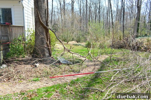 Close-up of a long-handled branch cutter in use, reaching into the upper canopy of the oak tree to snip off high-up dead vine branches.