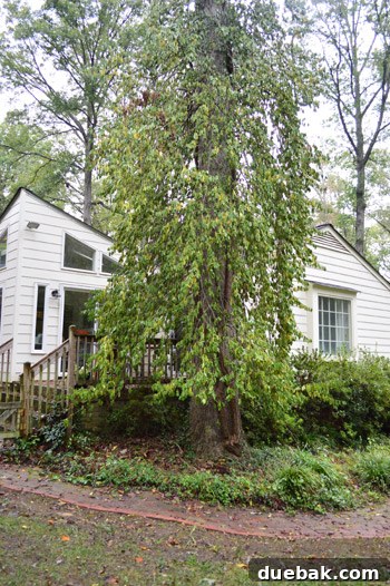 Before shot: A large oak tree with an invasive vine completely covering a significant portion of its branches and the adjacent house, making it look overgrown and dark.