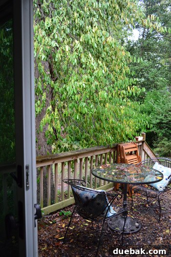 Another before photo showing the dense, heavy mass of the invasive vine weighing down the oak tree and casting deep shadows over the patio area.