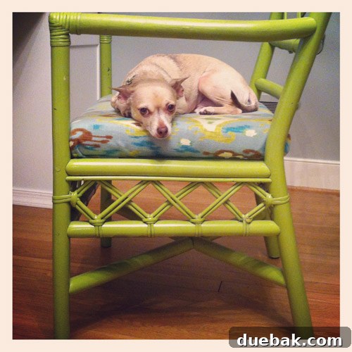 Your New Home Questions Answered 8 Our pet dog, the 'ferocious guard dog'