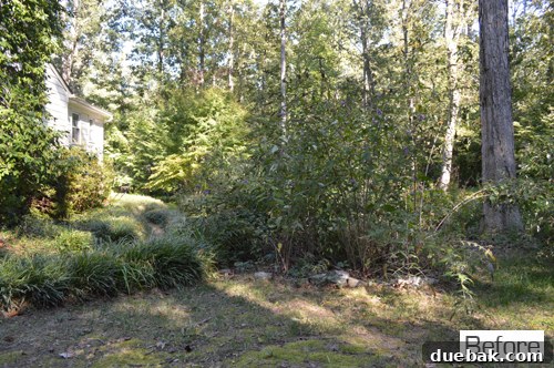 Backyard with lush grass and compost bin