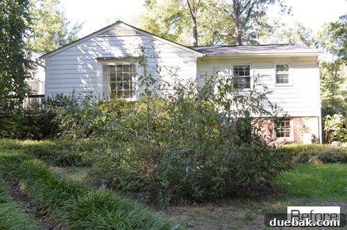 Another view of the backyard landscape