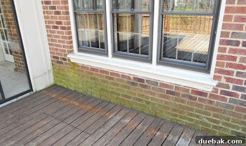 Extremely dirty brick on the new house, covered in green growth