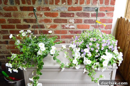 Hanging baskets for window boxes