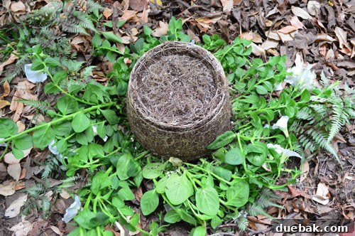 Dividing plants from hanging baskets