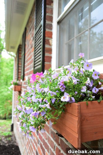 Close-up of petunias in window box