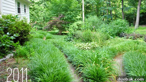 Outdoor Living Reimagined 6 Before: Overgrown backyard with hidden pathways and unkempt areas.