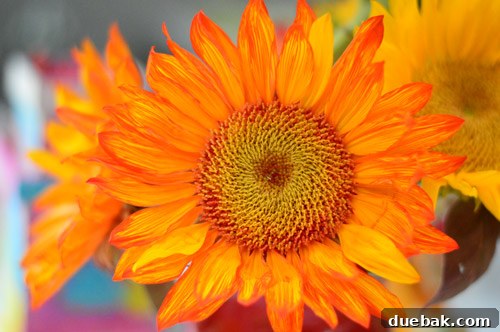 Dragon's Lair Birthday Bash 11 A beautiful fiery sunflower arrangement, serving as a decorative element for a dragon birthday party.