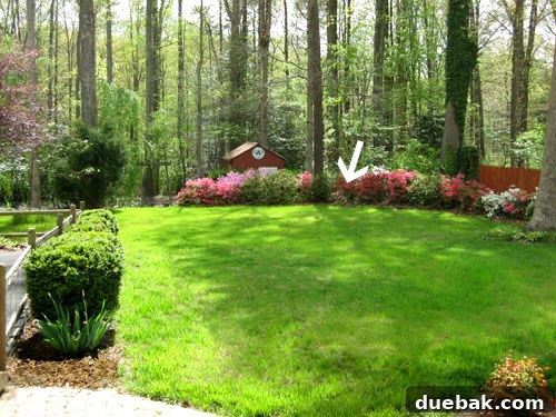 A small Japanese maple tree in its first backyard.