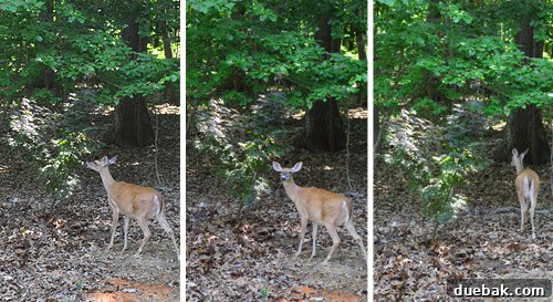 A deer sniffing the Japanese maple tree in the new backyard.