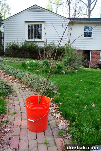 Japanese maple being dug up from the first home.