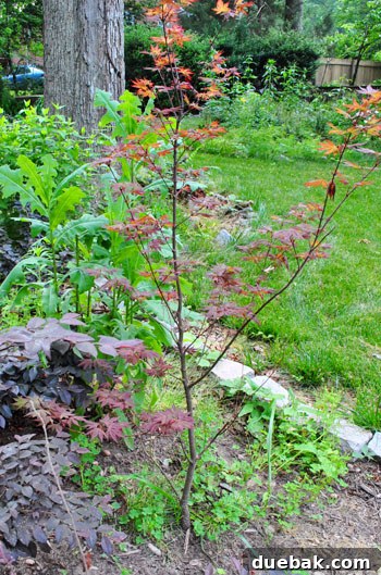 Japanese maple flourishing in its second backyard.