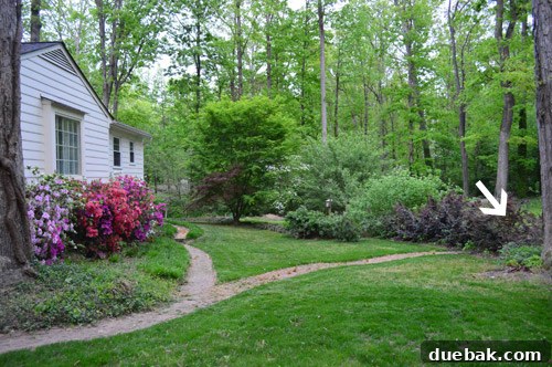 Japanese maple hidden among purple bushes in the second garden.