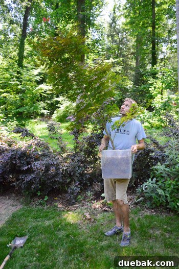 Japanese maple after its third move, now larger.